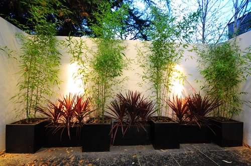 Accent lighting plants
