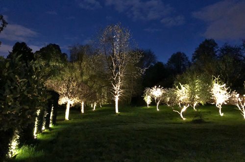 Uplights illuminating trees in garden
